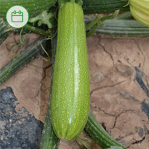 SQ-5372