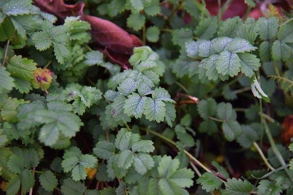 PIMPINELA/SANGUISORBA - Imagen 2