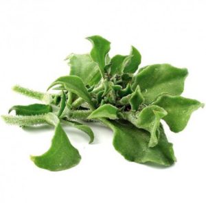 FICOIDE-ICE PLANT