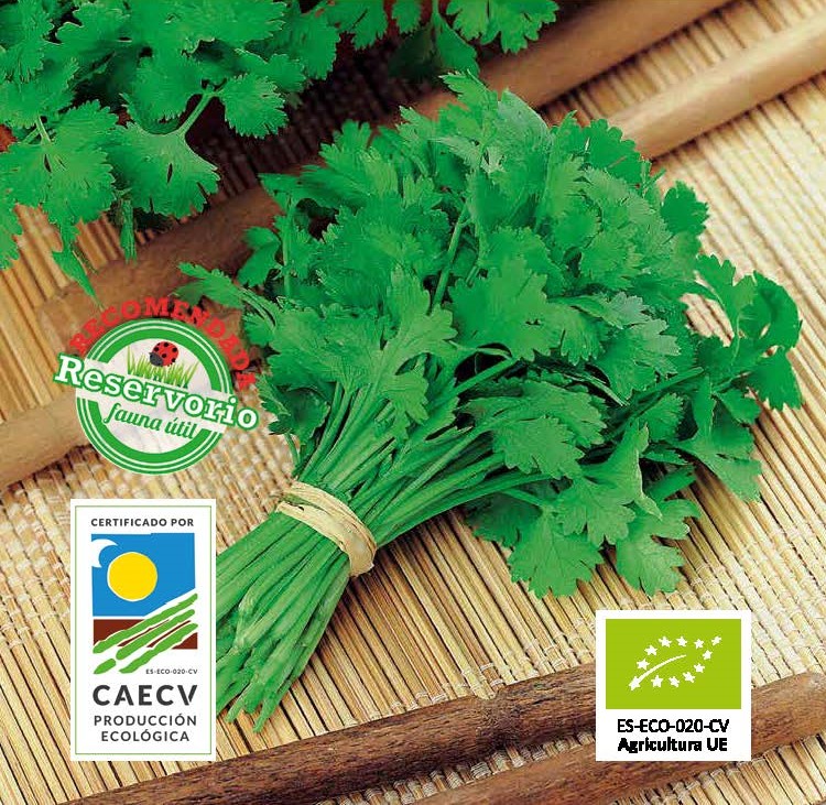 CILANTRO-CORIANDRO ECOLÓGICA