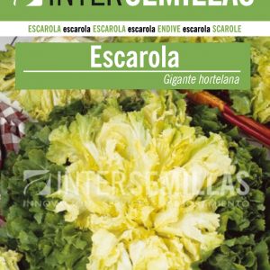 ESCAROLA GIGANTE HORTELANA