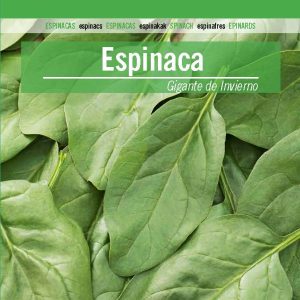 ESPINACA GIGANTE DE INVIERNO