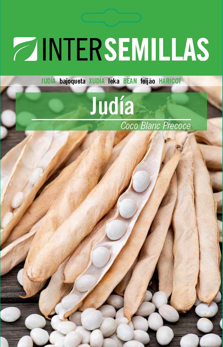 JUDÍA GRANO SECO COCO BLANC PRECOCE