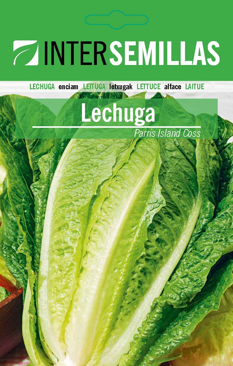 LECHUGA TIPO ROMANA PARRIS ISLAND COSS