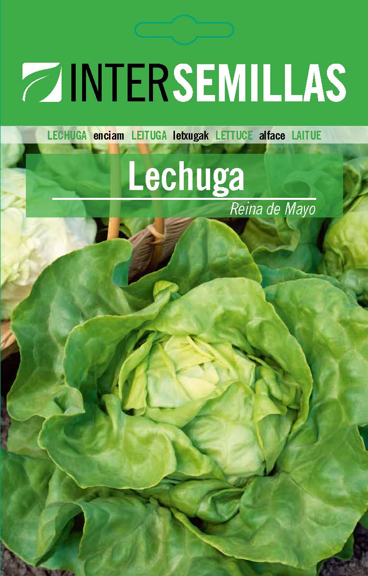 LECHUGA TIPO BATAVIA REINA DE MAYO