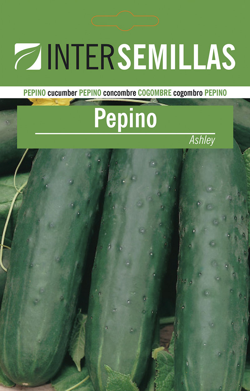 PEPINO FRANCÉS ASHLEY