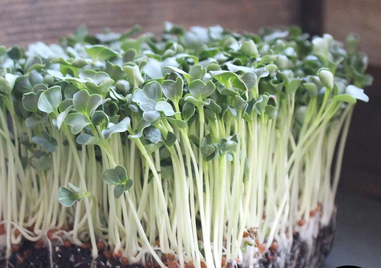 RABANITO DAIKON ECOLÓGICA MICROGREEN