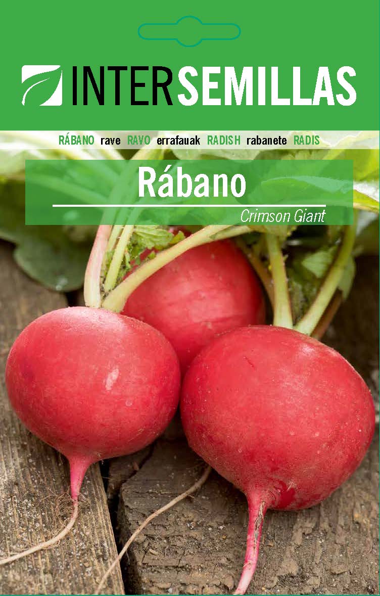 RÁBANO CRIMSON GIANT