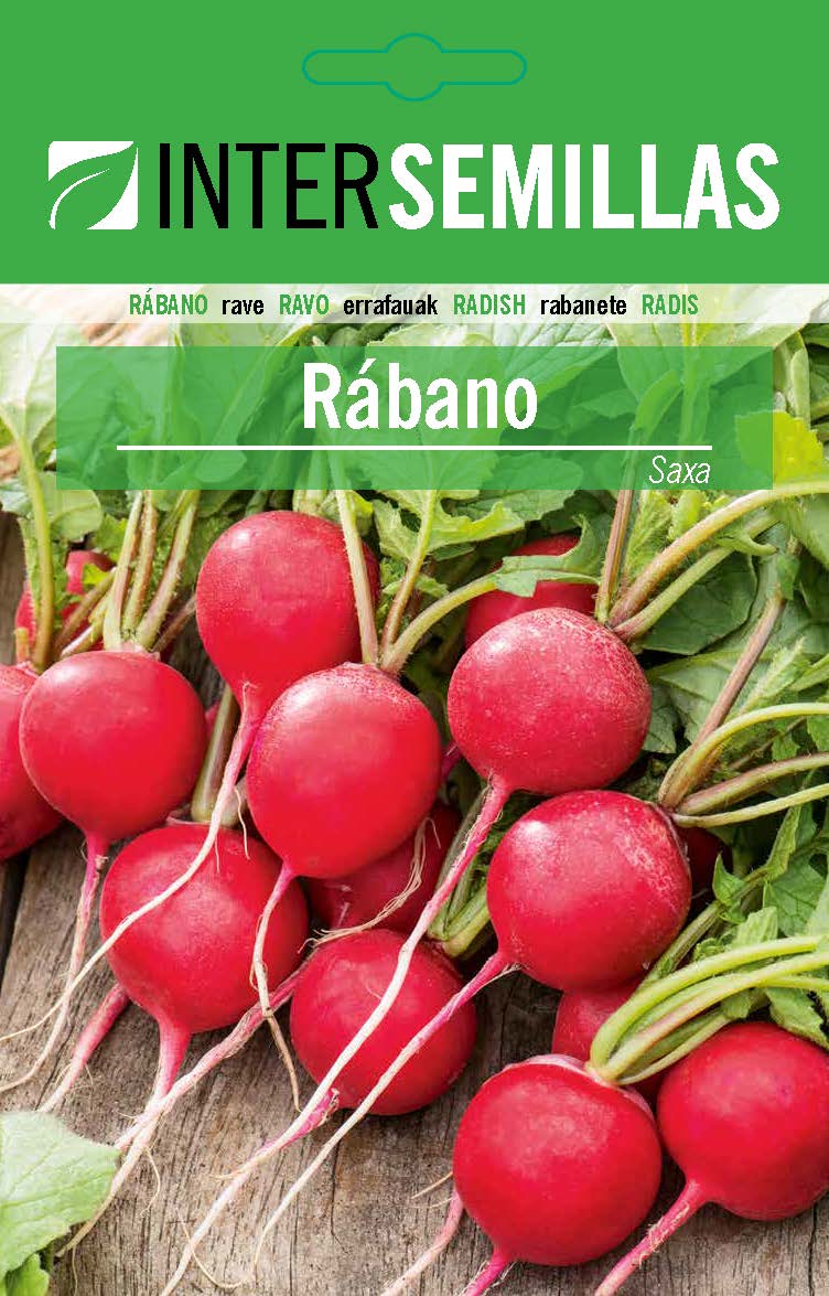 RÁBANO SAXA 2