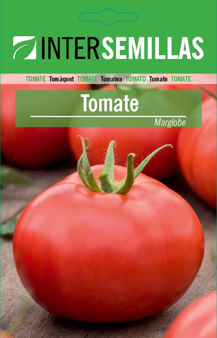 TOMATE INDETERMINADO MARGLOBE