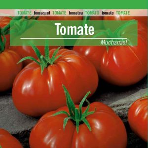 TOMATE INDETERMINADO MUCHAMIEL