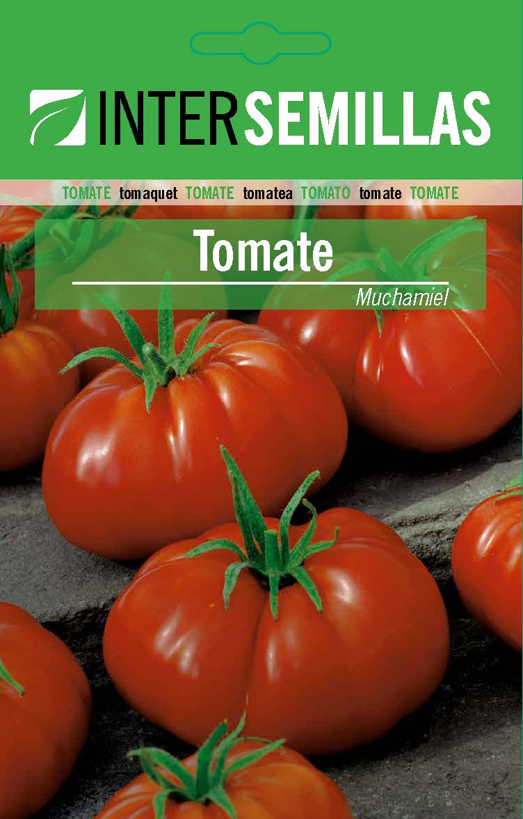 TOMATE INDETERMINADO MUCHAMIEL