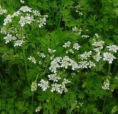 CILANTRO-CORIANDRO ECOLÓGICA - Imagen 2