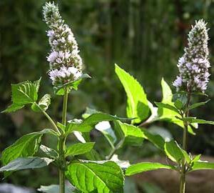 Mentha spp PIPERITA