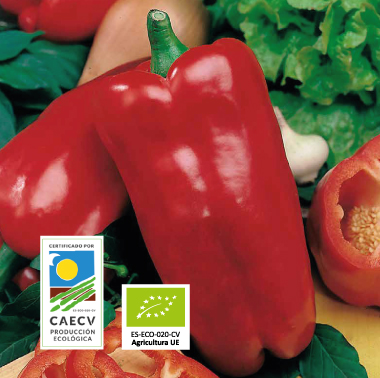 PIMIENTO CUADRADO D'ASTI ROSSO ECOLÓGICA