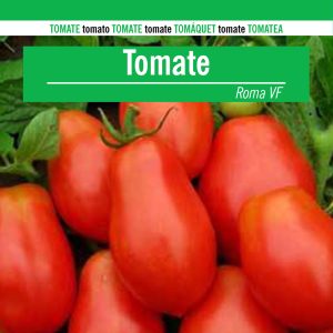 TOMATE DE INDUSTRIA ROMA VF