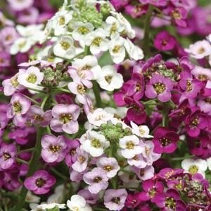 Alyssum maritimum CLEAR CRYSTAL®