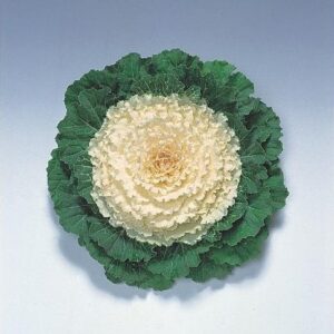 Brassica oleracea REBECA F1
