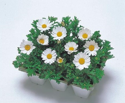 Chrysanthemum paludosum SNOWLAND