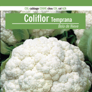 COLIFLOR Temprana Bola de Nieve