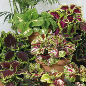 Coleus blumei KONG MOSAIC®