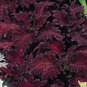 Coleus blumei BLACK DRAGON