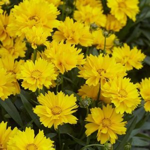 Coreopsis grandiflora PRESTO®