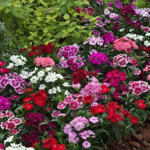 Dianthus chinensis x barbatus TELSTAR F1