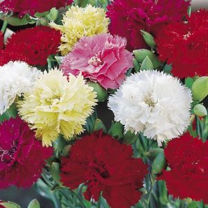 Dianthus caryophyllus FRAGANCE