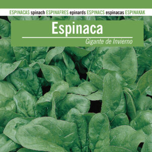 ESPINACA Gigante de Invierno