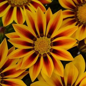 Gazania rigens NEW DAY® F1 - Imagen 3