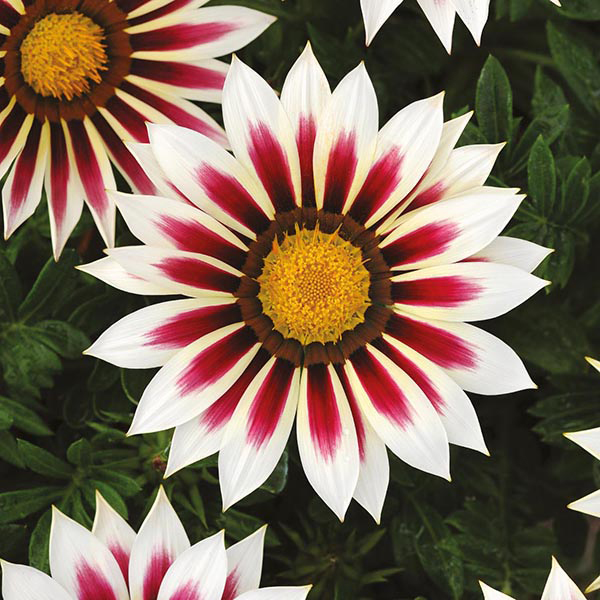 Gazania rigens NEW DAY® F1 - Imagen 4