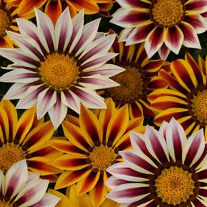 Gazania rigens NEW DAY® F1 - Imagen 5