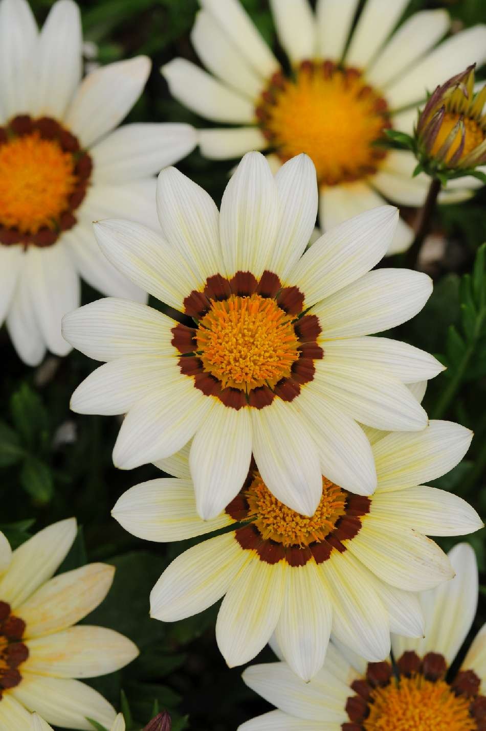 Gazania rigens NEW DAY® F1 - Imagen 6