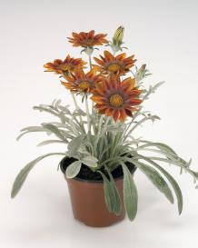 Gazania rigens TALENT® - Imagen 3