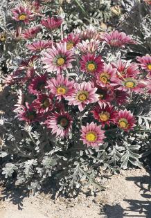 Gazania rigens TALENT® - Imagen 4