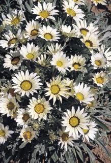 Gazania rigens TALENT® - Imagen 5