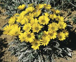 Gazania rigens TALENT® - Imagen 6