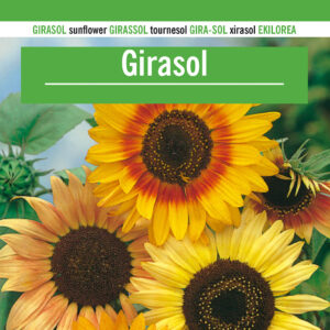 GIRASOL Helianthus annus