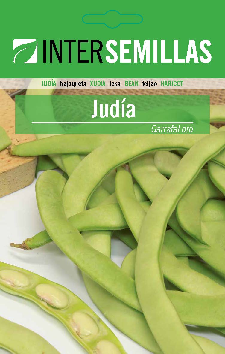 JUDIA Garrafal Oro