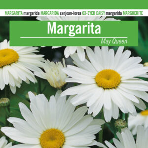 MARGARITA MAY QUEEN Chrysanth. leuc.