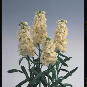 Matthiola incana NOBLE