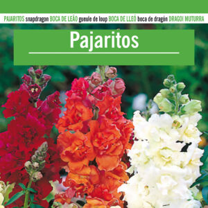 PAJARITOS Antirrhium majus