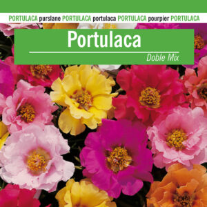 PORTULACA DOBLE MIX Portulaca grandiflora