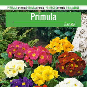 PRIMULA TRAVIATA Primula acaulis