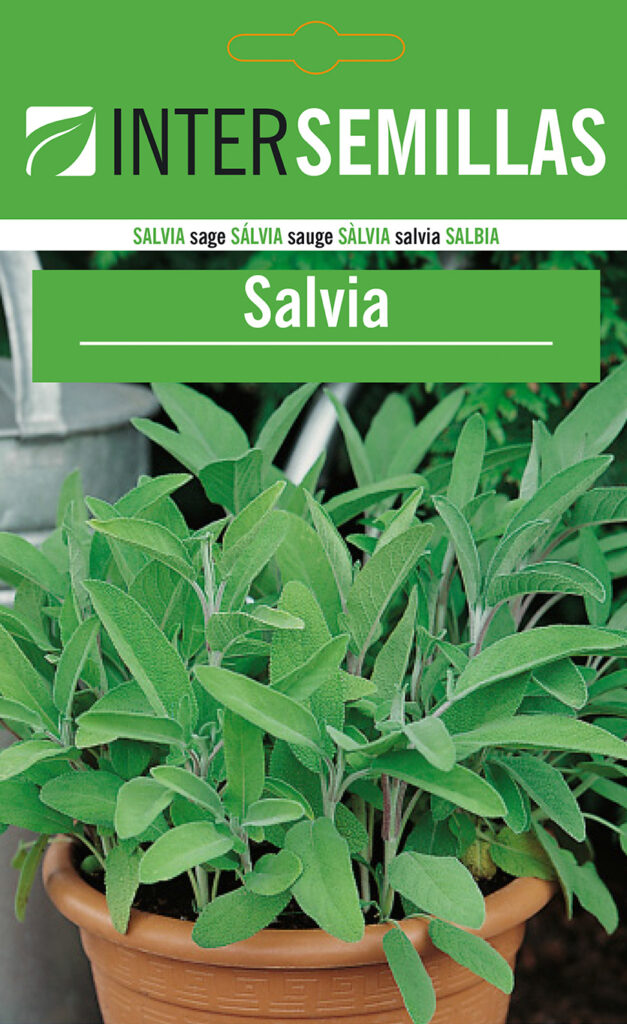 Pack De 2 Plantas De Salvia Officinalis Vivas – Ideales Para Cocinar Y Decorar Tu Jardín