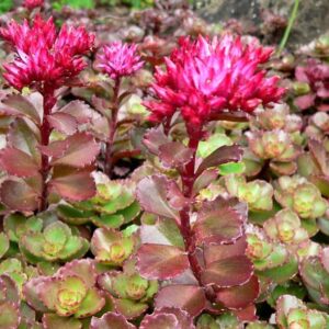SEDUM SPURIUM