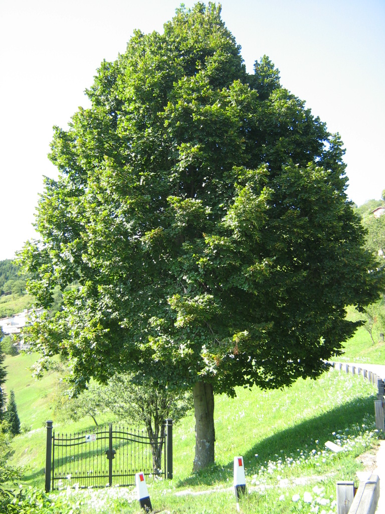 PLATHYPHYLLOS