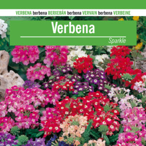VERBENA SPARKLE Verbena hybrida