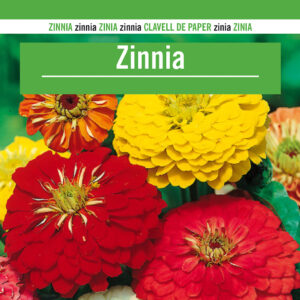 ZINNIA Zinnia elegans